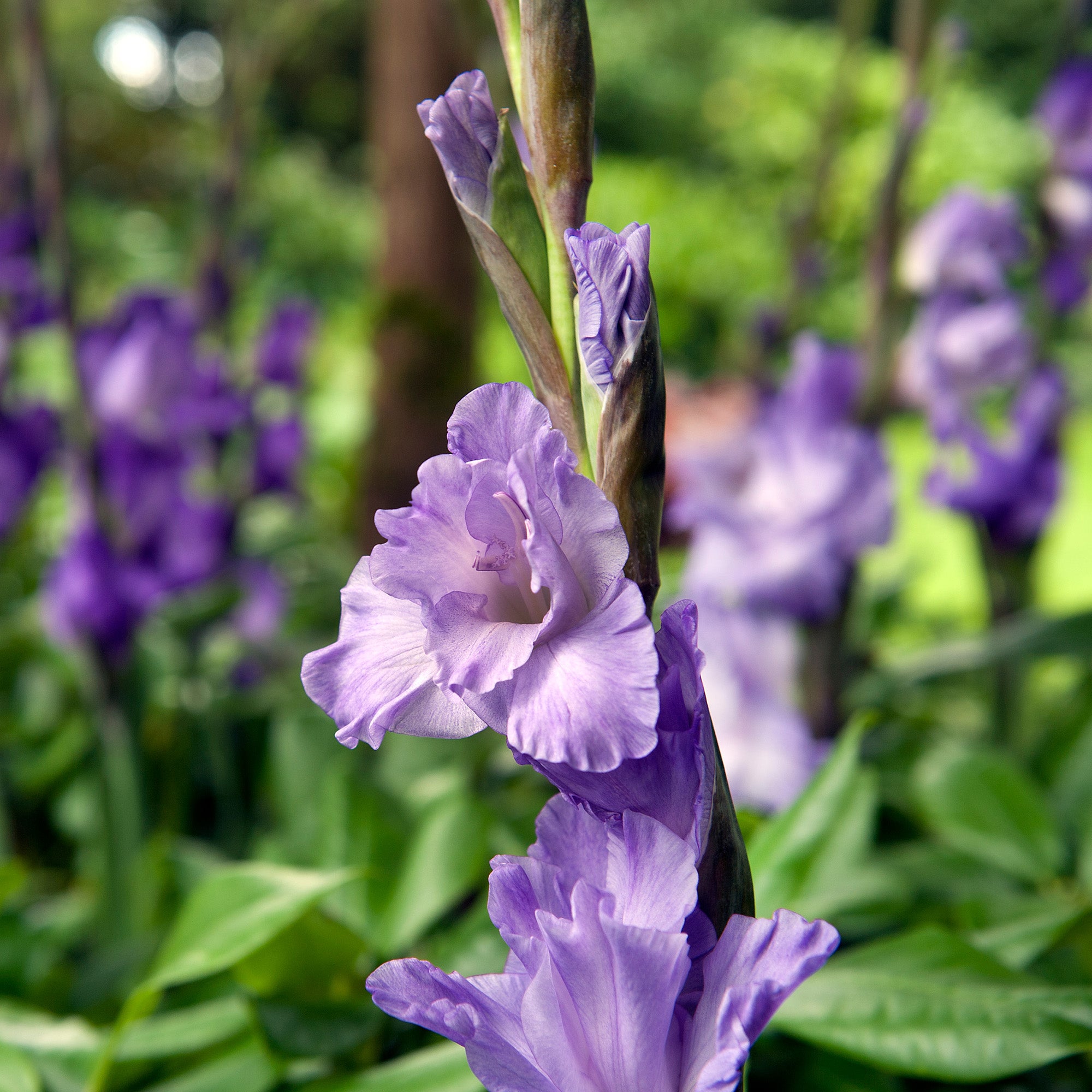 Gladiolus Blue Isle (8 Bulbs)