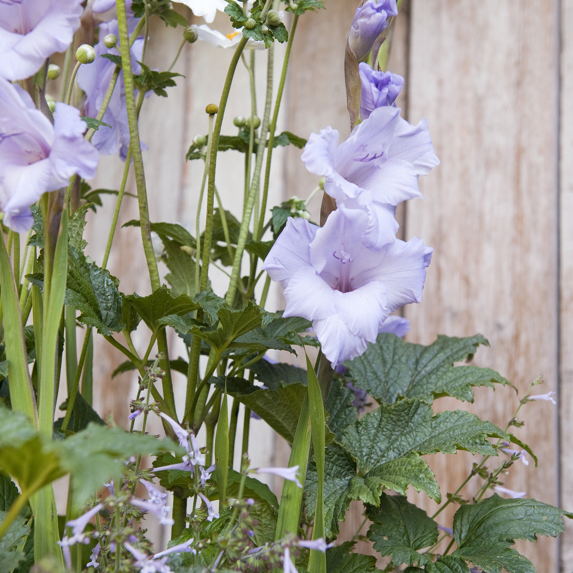 Gladiolus Milka (8 Bulbs)