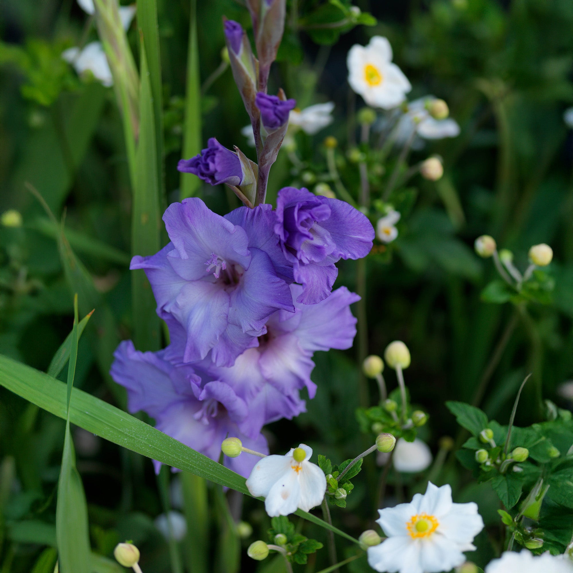 Gladiolus Milka (8 Bulbs)