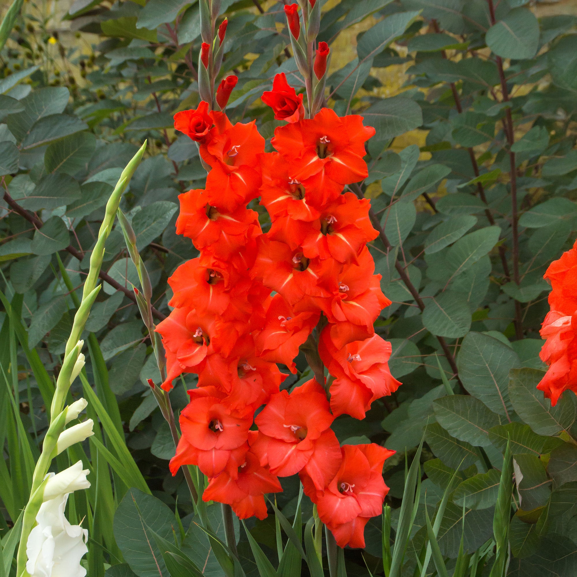 Gladiolus Traderhorn (10 Bulbs)