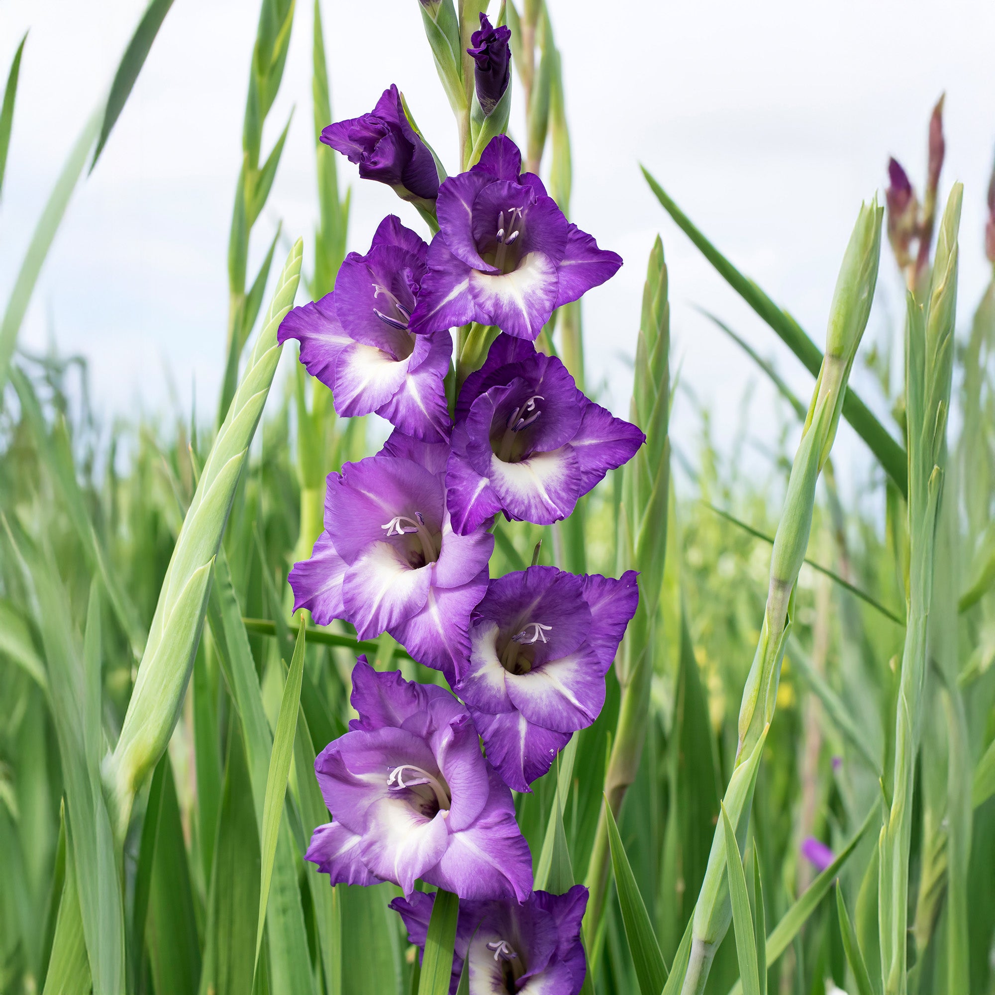 Gladiolus Nori (6 Bulbs)