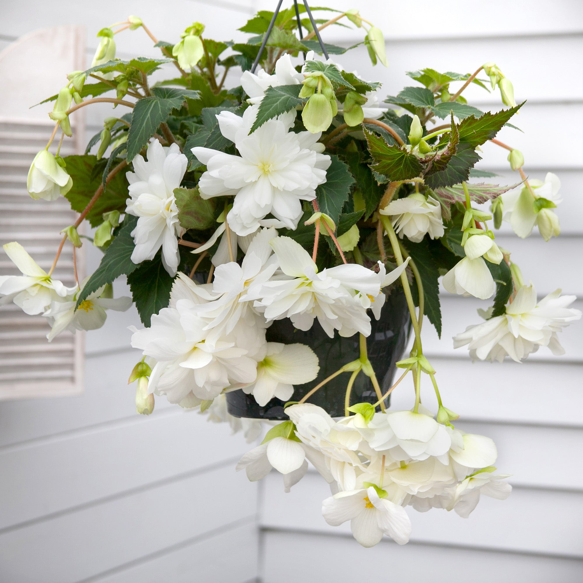 Begonia pendula white