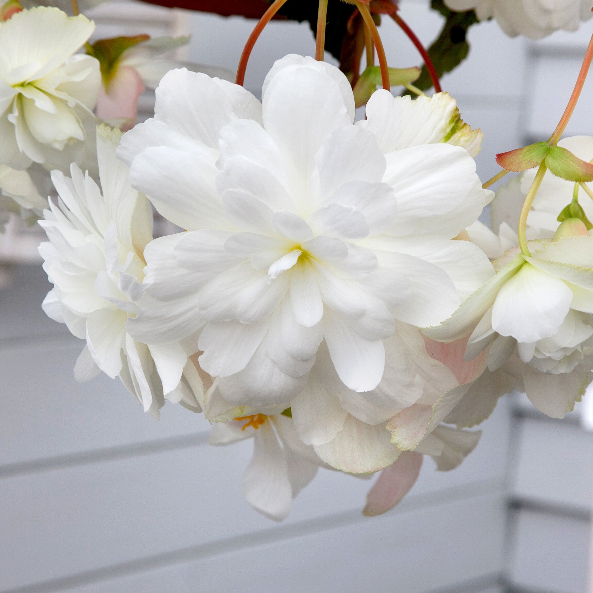 Begonia pendula white