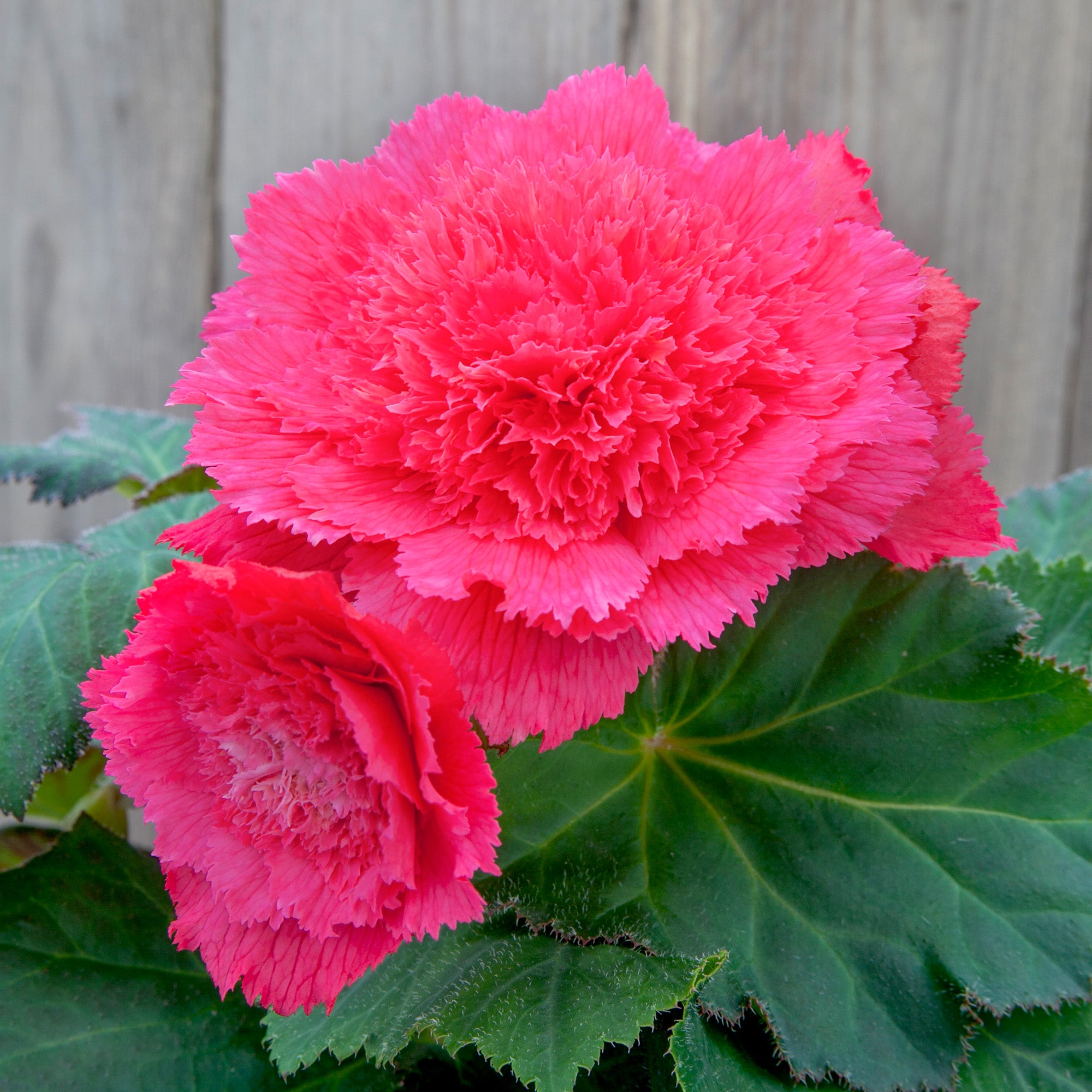 Begonia fimbriata pink