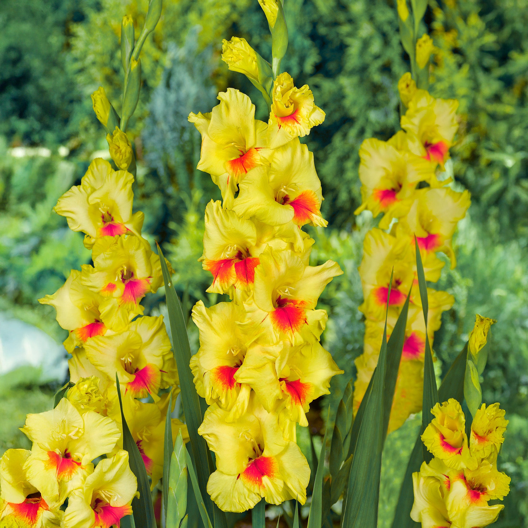Gladiolus Jester (8 Bulbs)