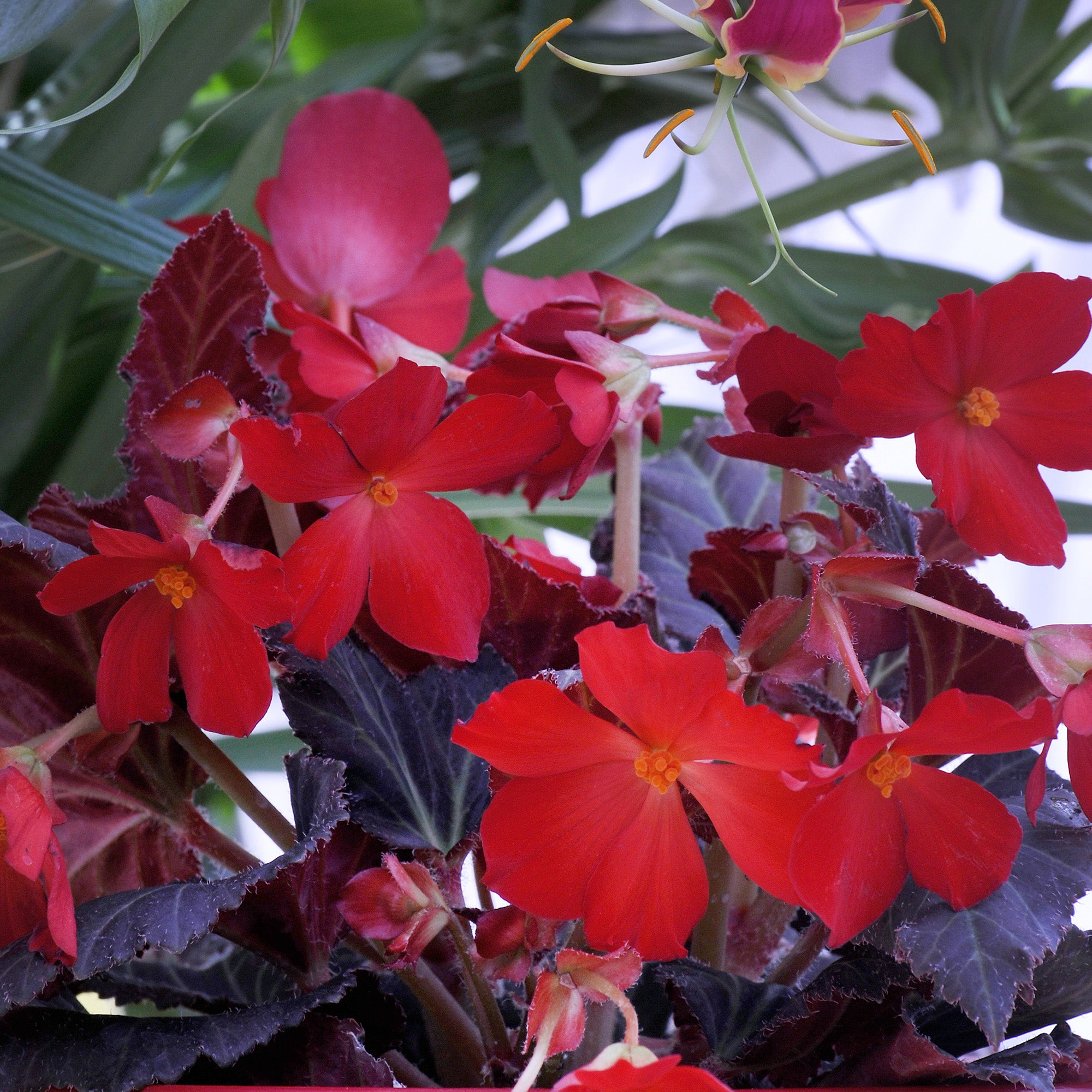 Begonia Pendula Mix