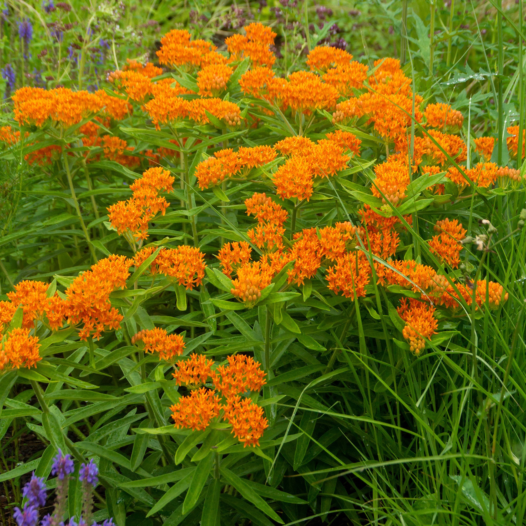 Asclepia Tuberosa (3 Bulbs)