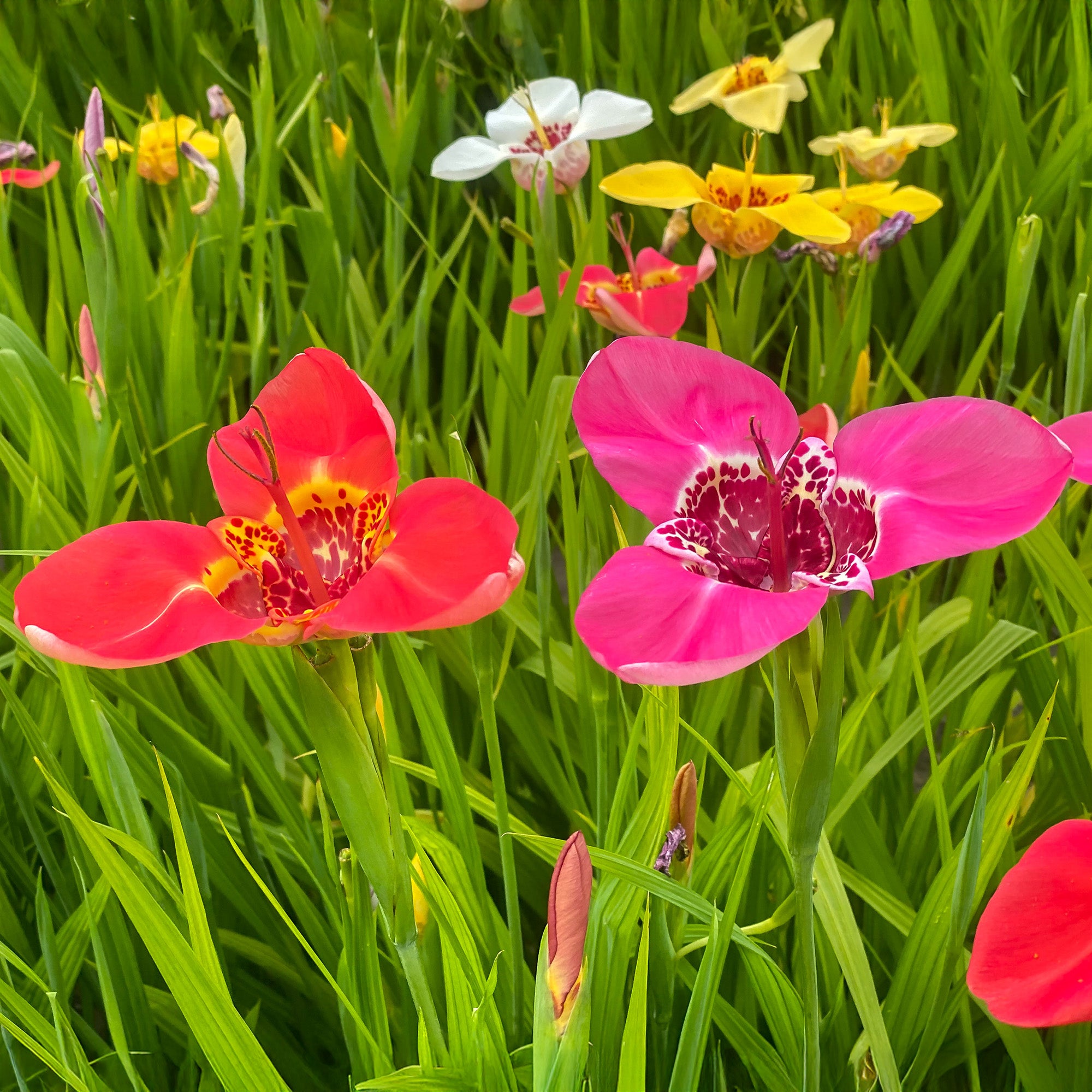 Tigridia Mix (10 Bulbs)