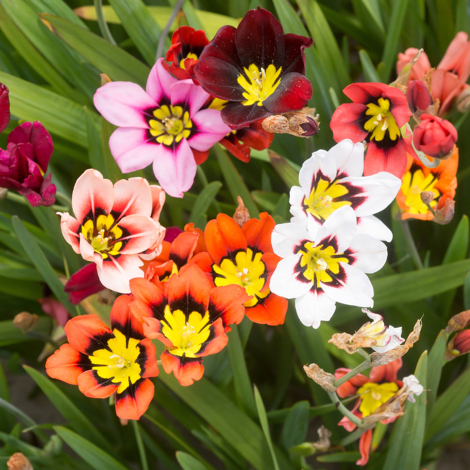 Sparaxis Superba Mix (15 Bulbs)
