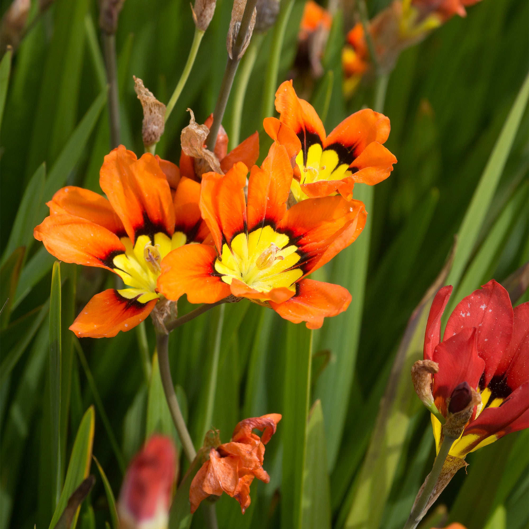 Sparaxis Superba Mix (15 Bulbs)