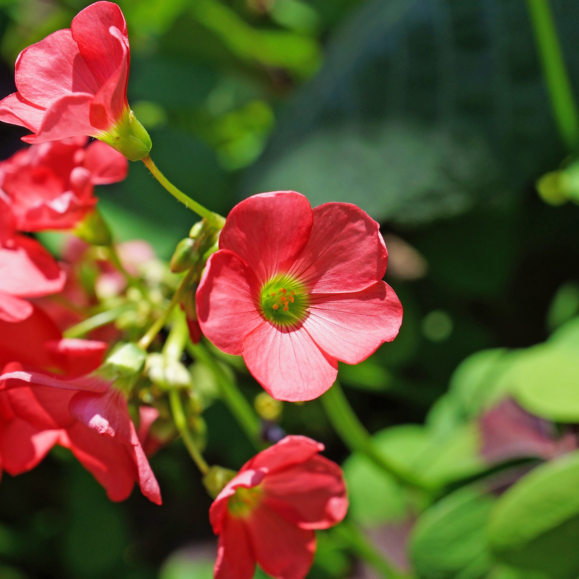 Oxalis Iron Cross (20 Bulbs)