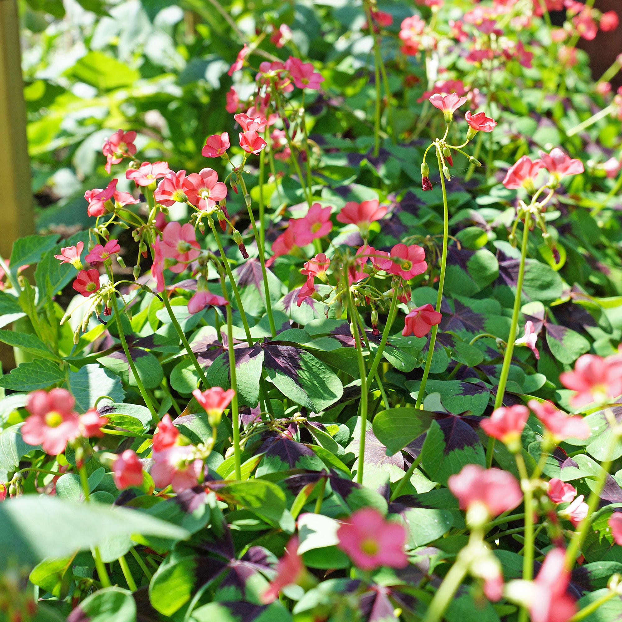 Oxalis Iron Cross (20 Bulbs)