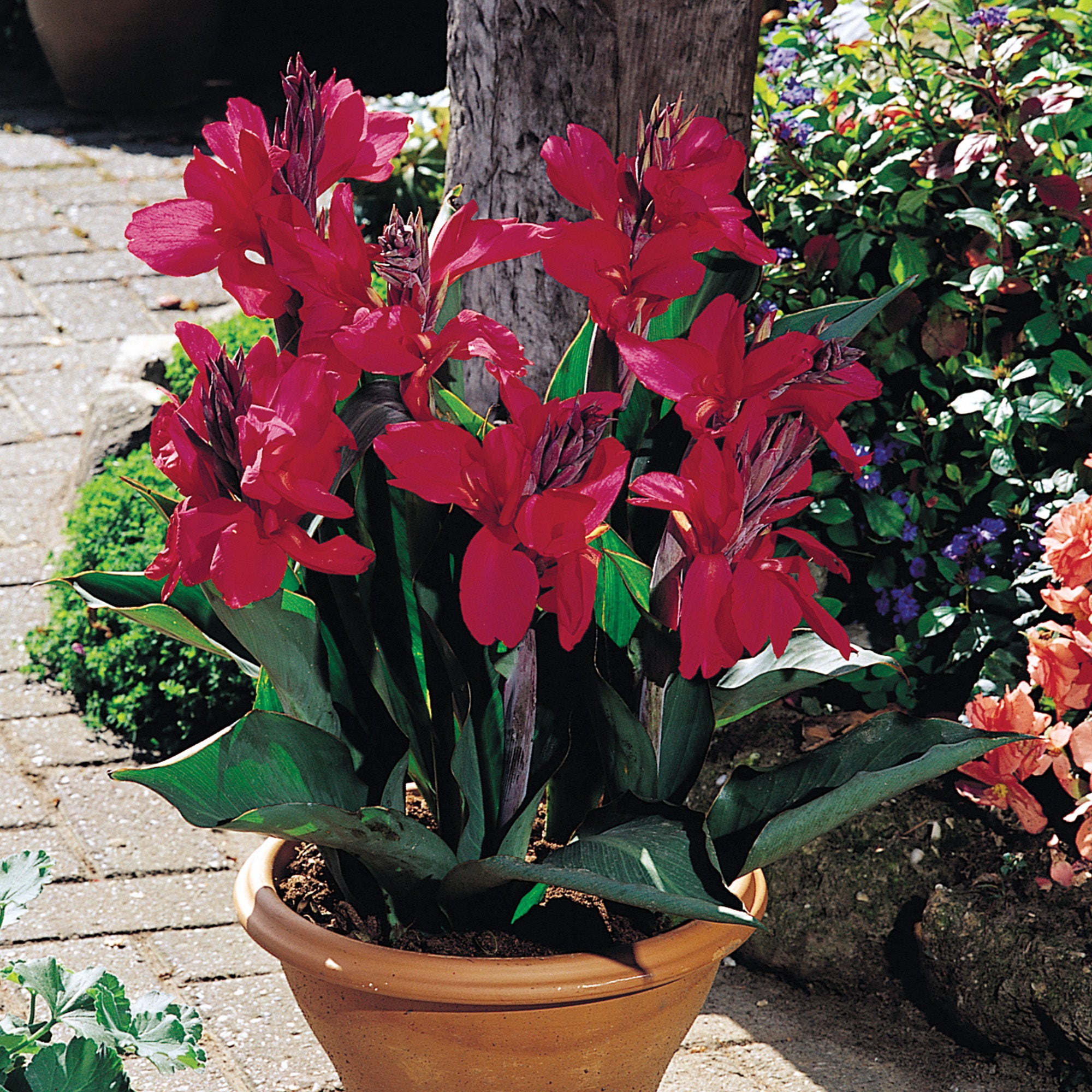 Canna The President (1 Bulb)