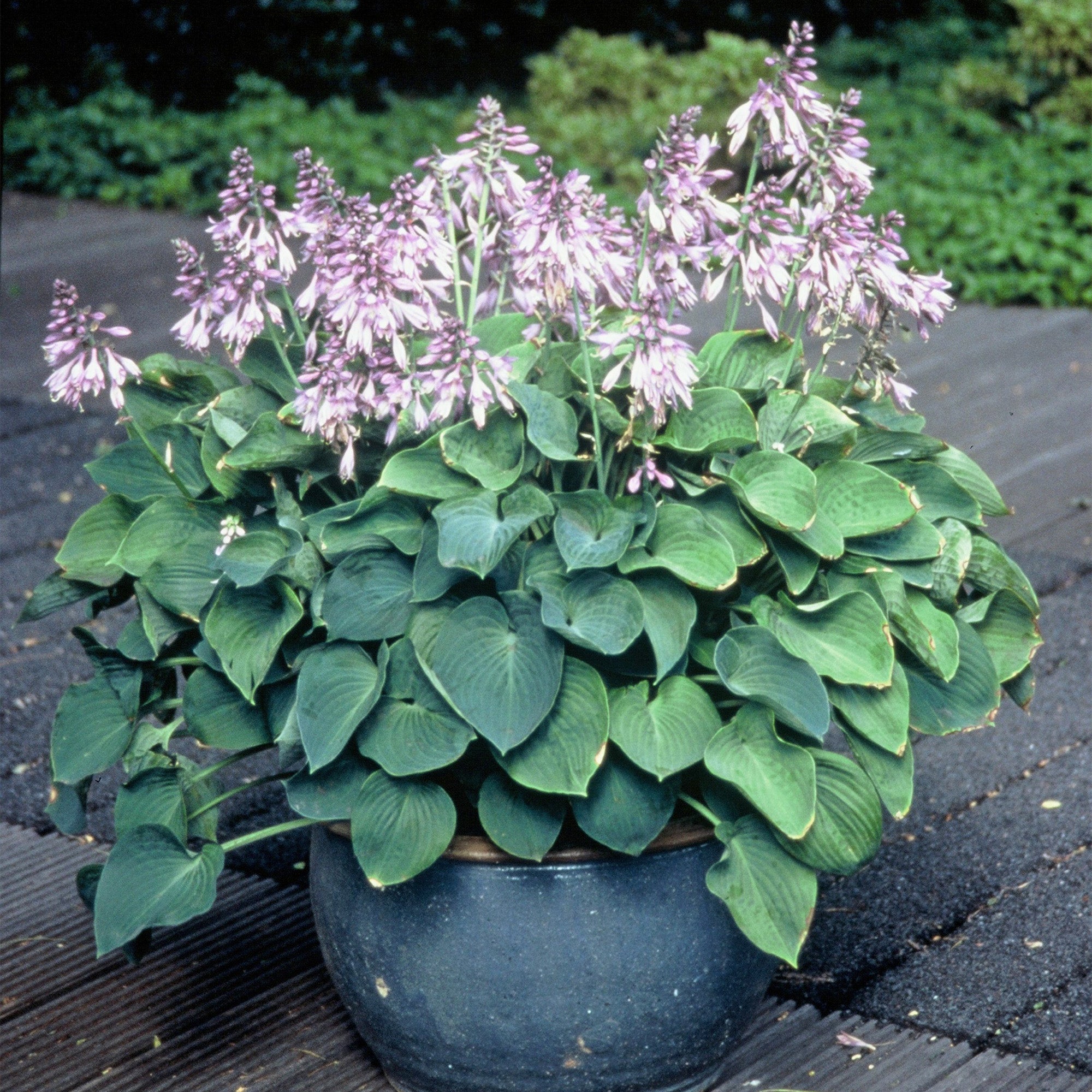Hosta Blue Cadet (1 Bulb)