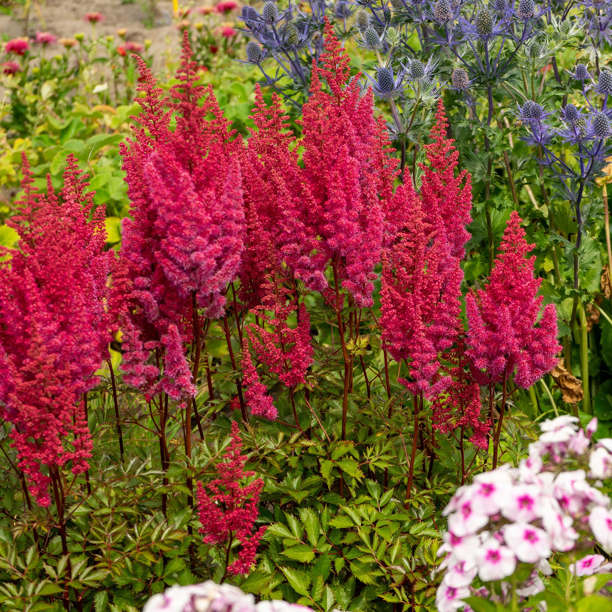 Astilbe Red (1 Bulb)