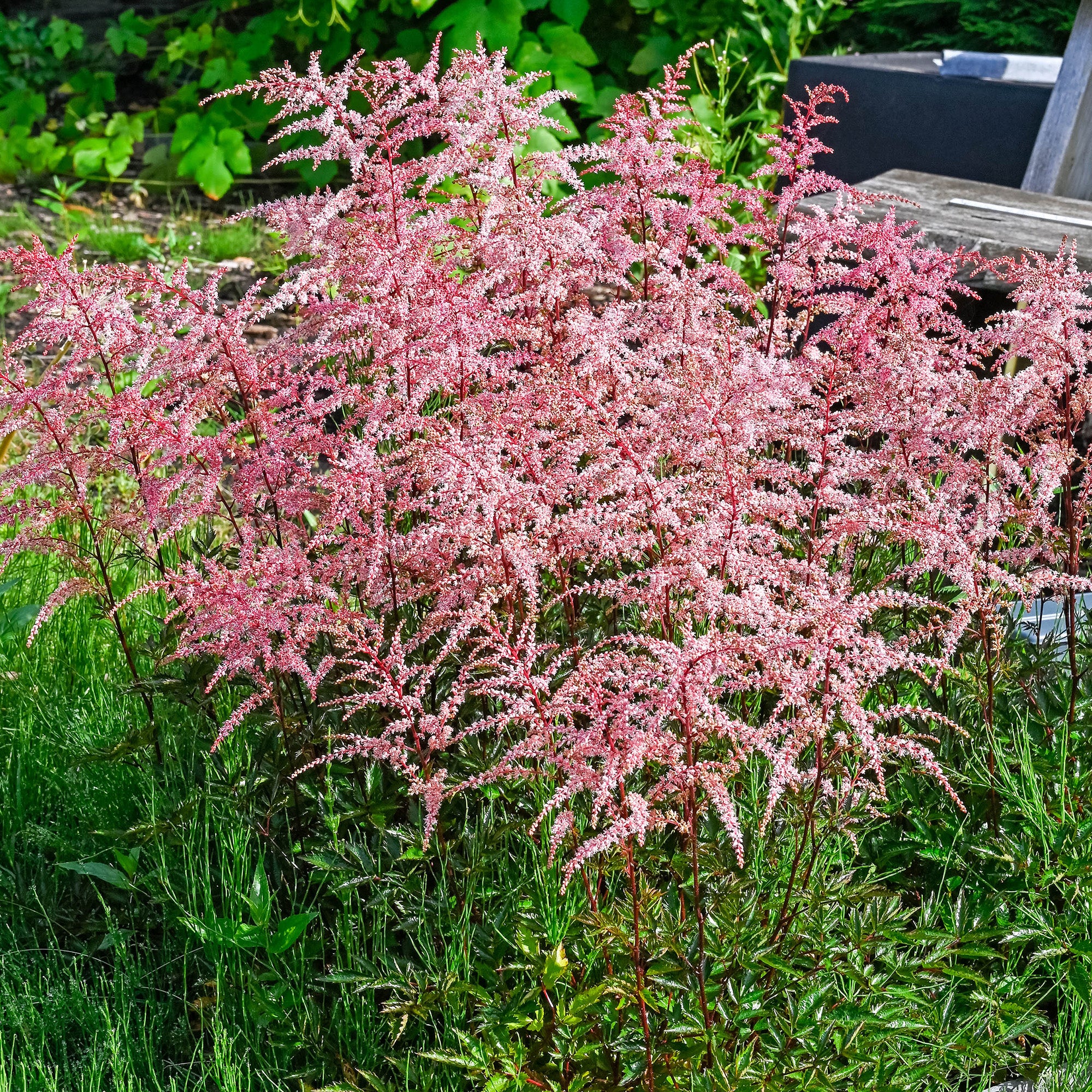 Astilbe Pink (1 Bulb)