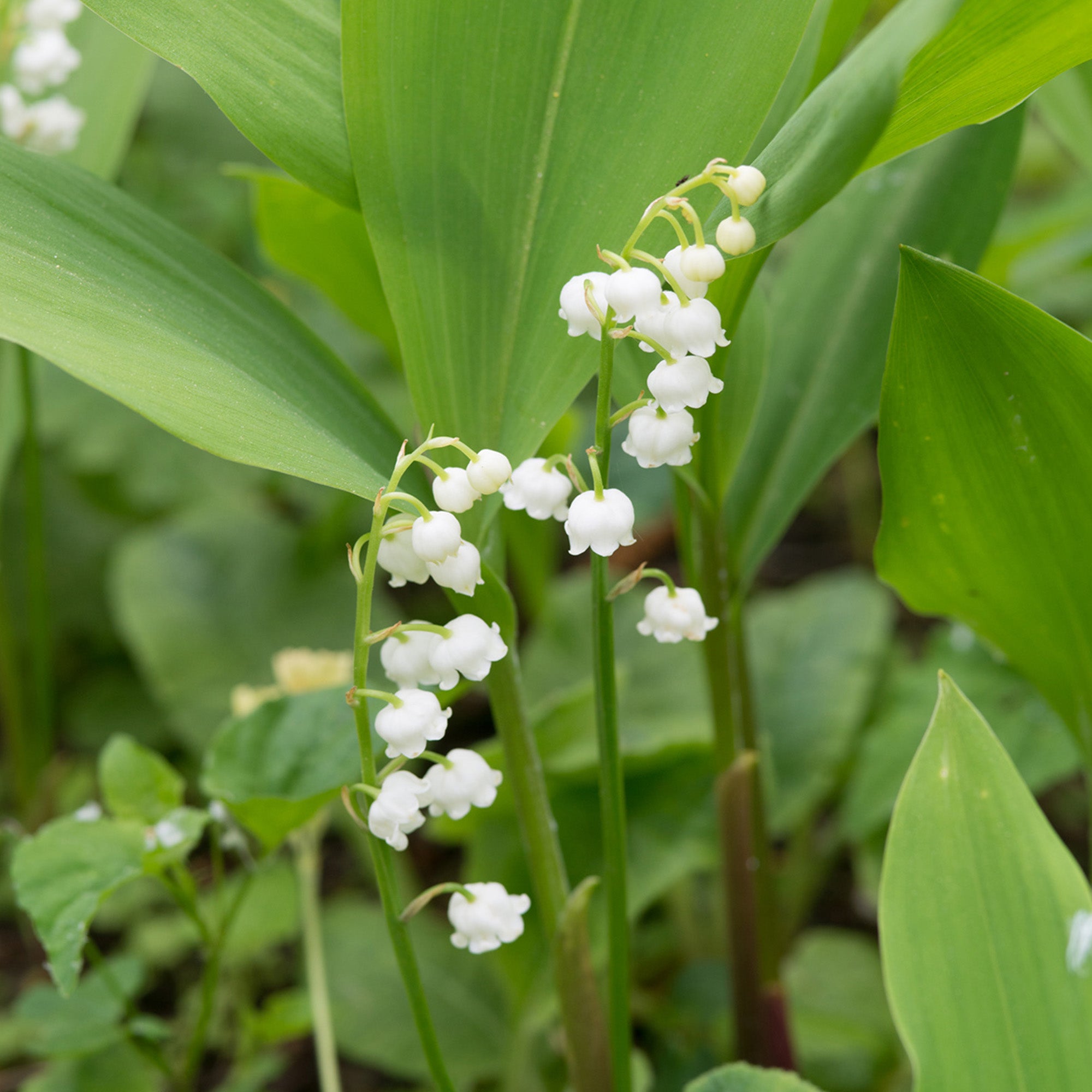 Convallaria White (3 Bulbs)
