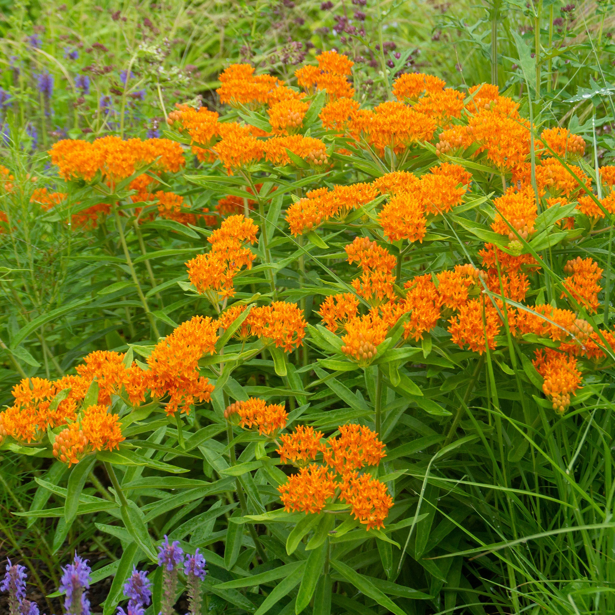 Asclepia Tuberosa (3 Bulbs)