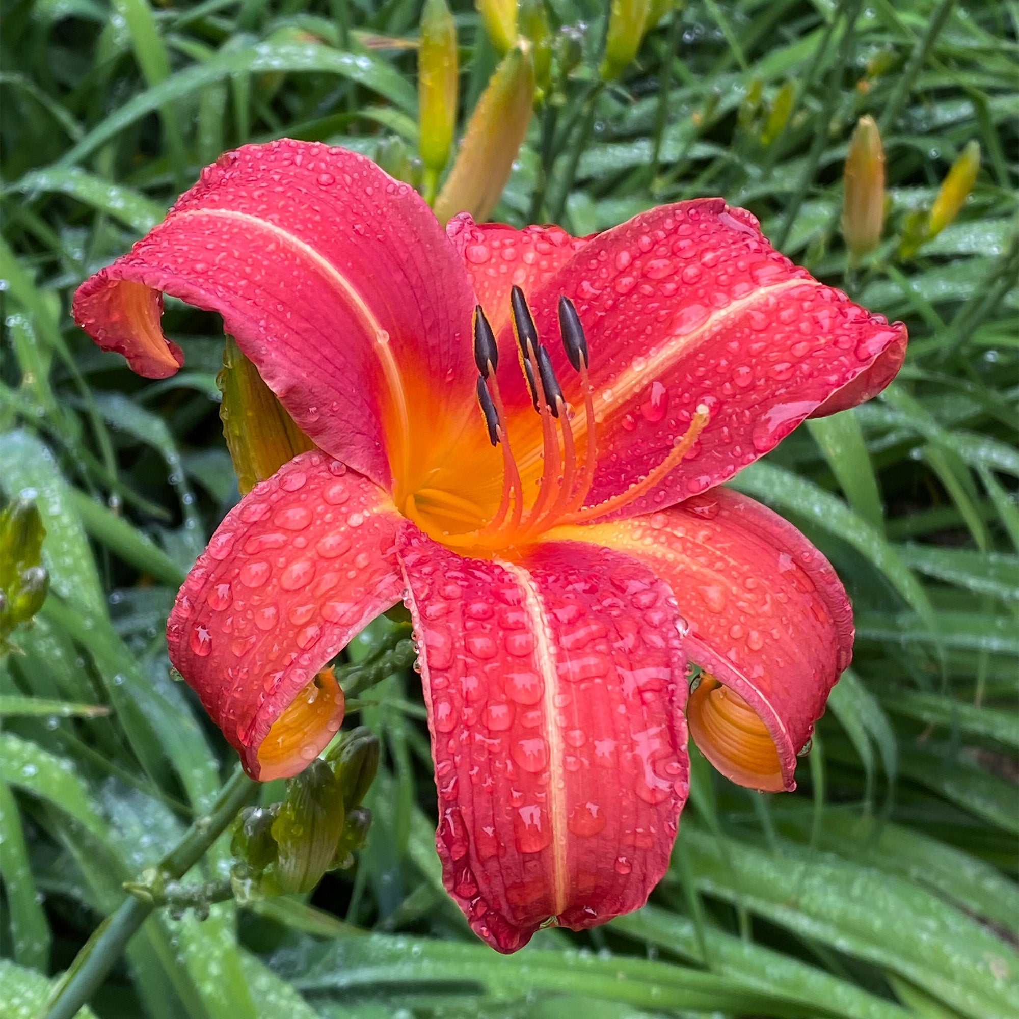 Hemerocallis Red (1 Bulb)