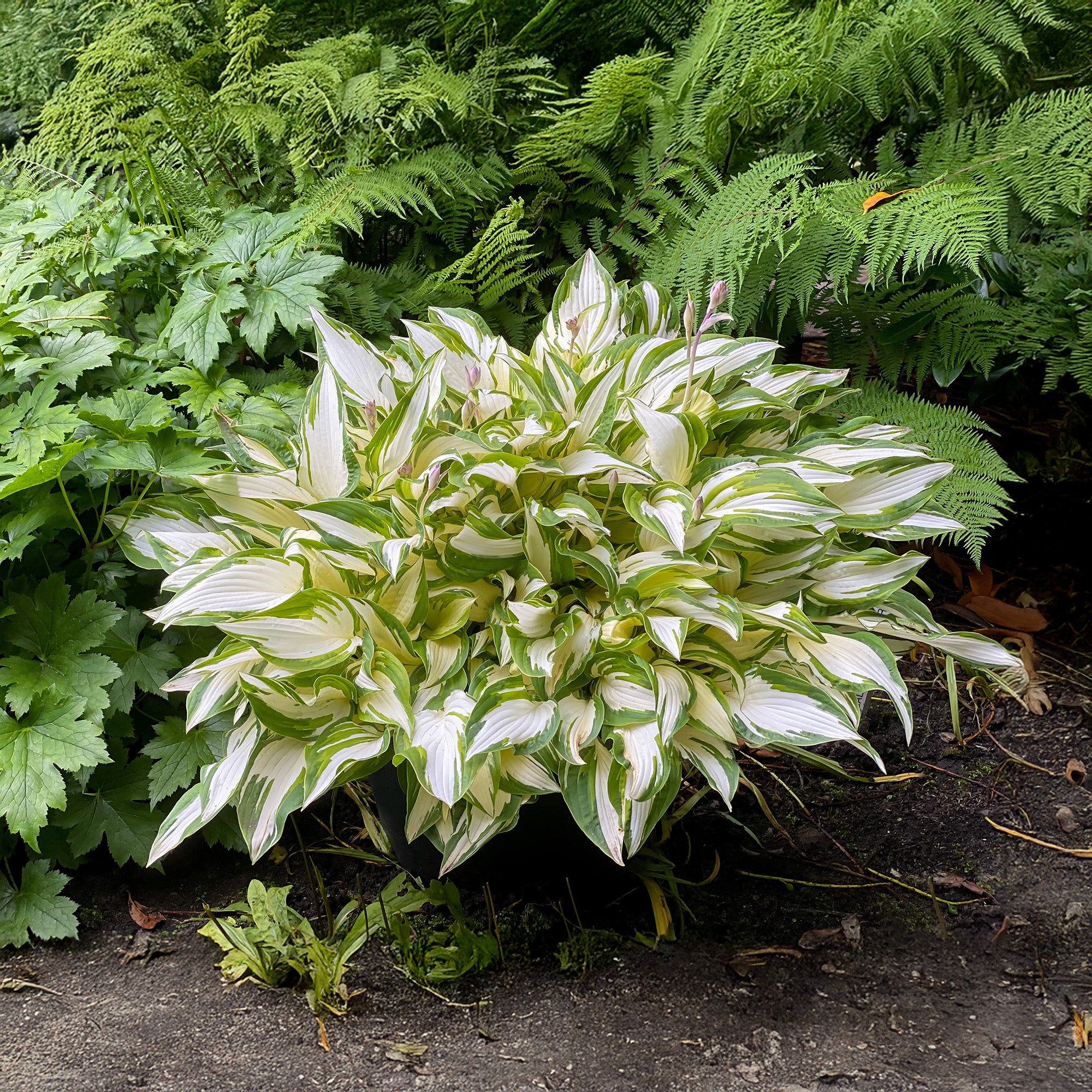 Hosta Medio Variegata (1 Bulb)