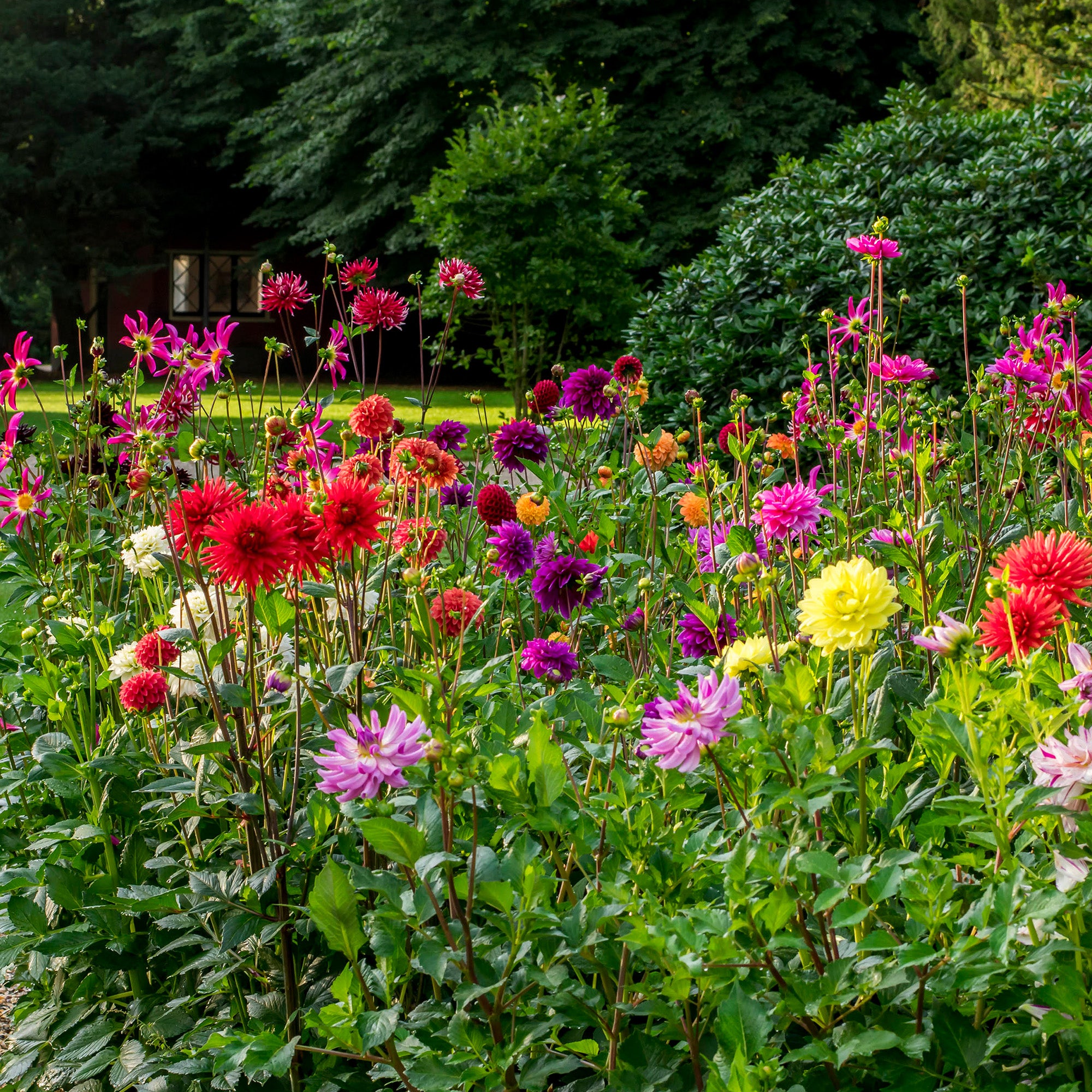 Dahlia Border Mix (3 Bulbs)