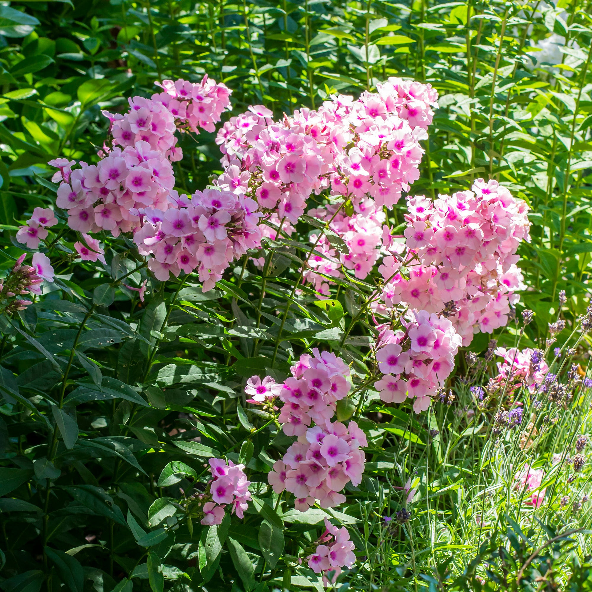 Phlox Bright Eyes (1 Bulb)