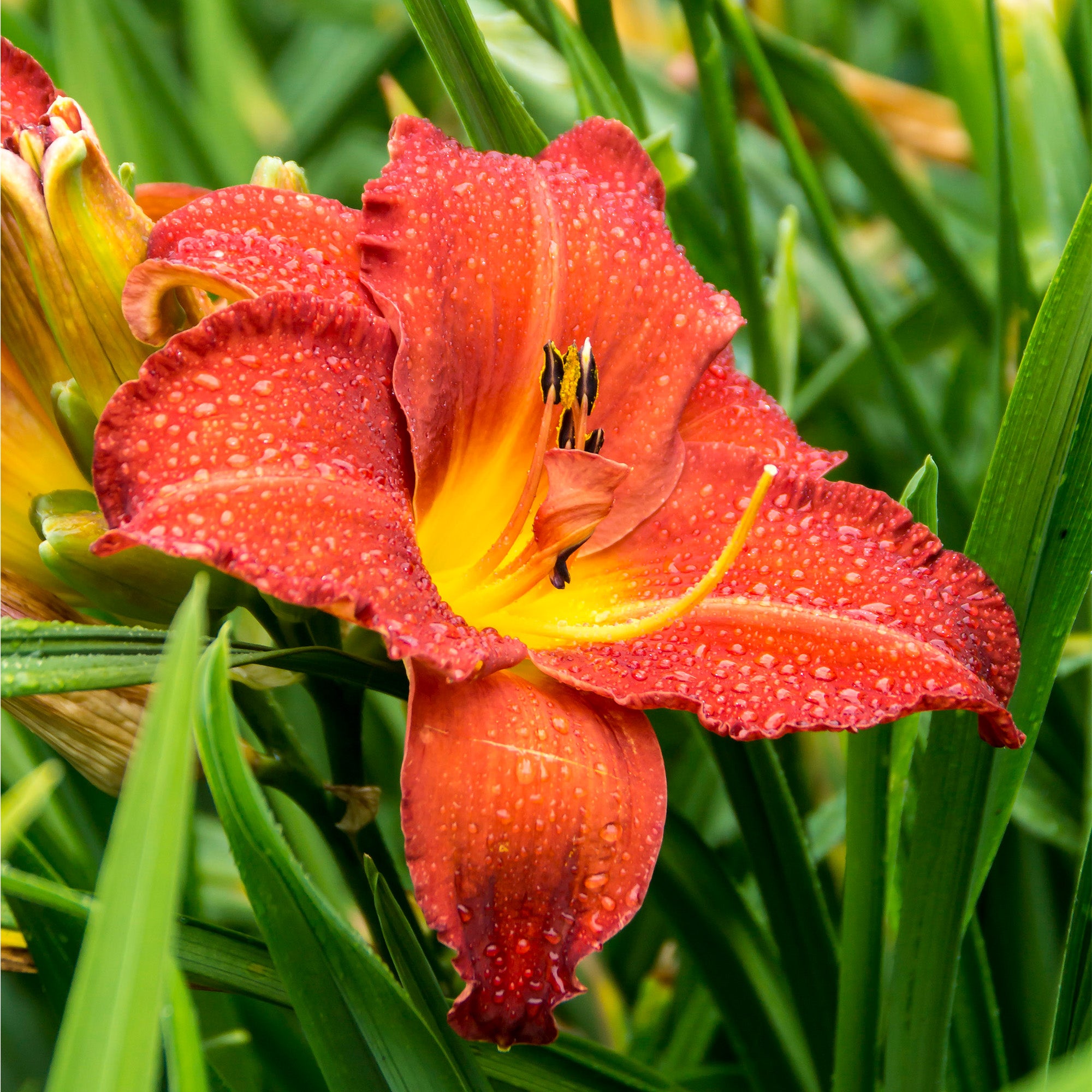 Hemerocallis Red (1 Bulb)