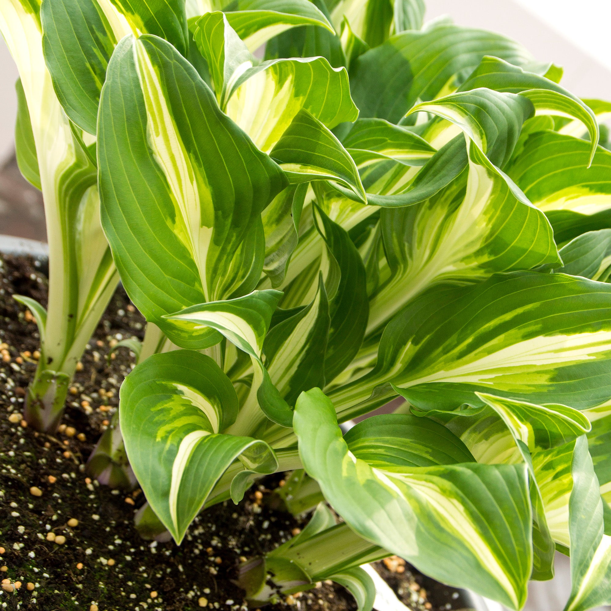 Hosta Medio Variegata (1 Bulb)