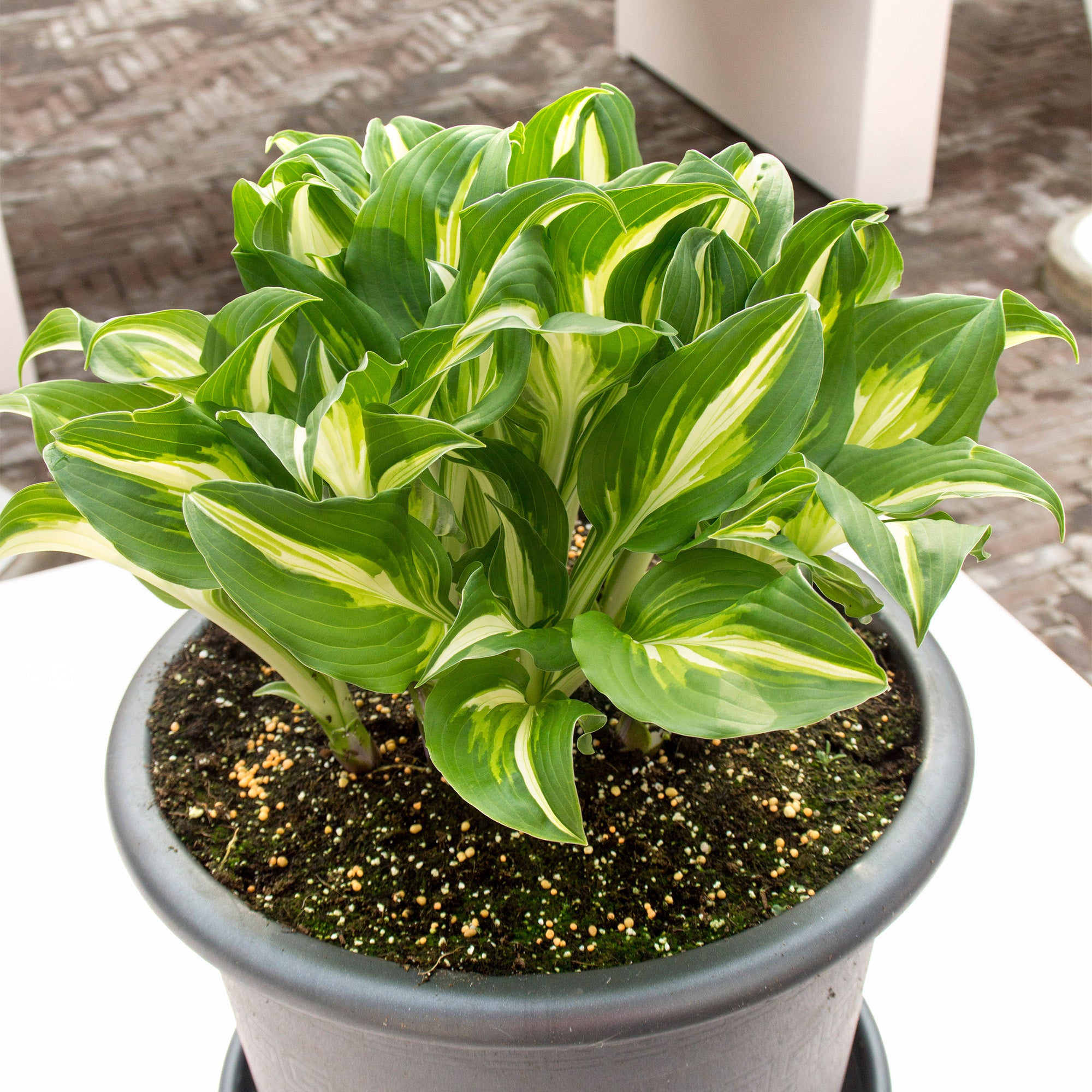 Hosta Medio Variegata (1 Bulb)