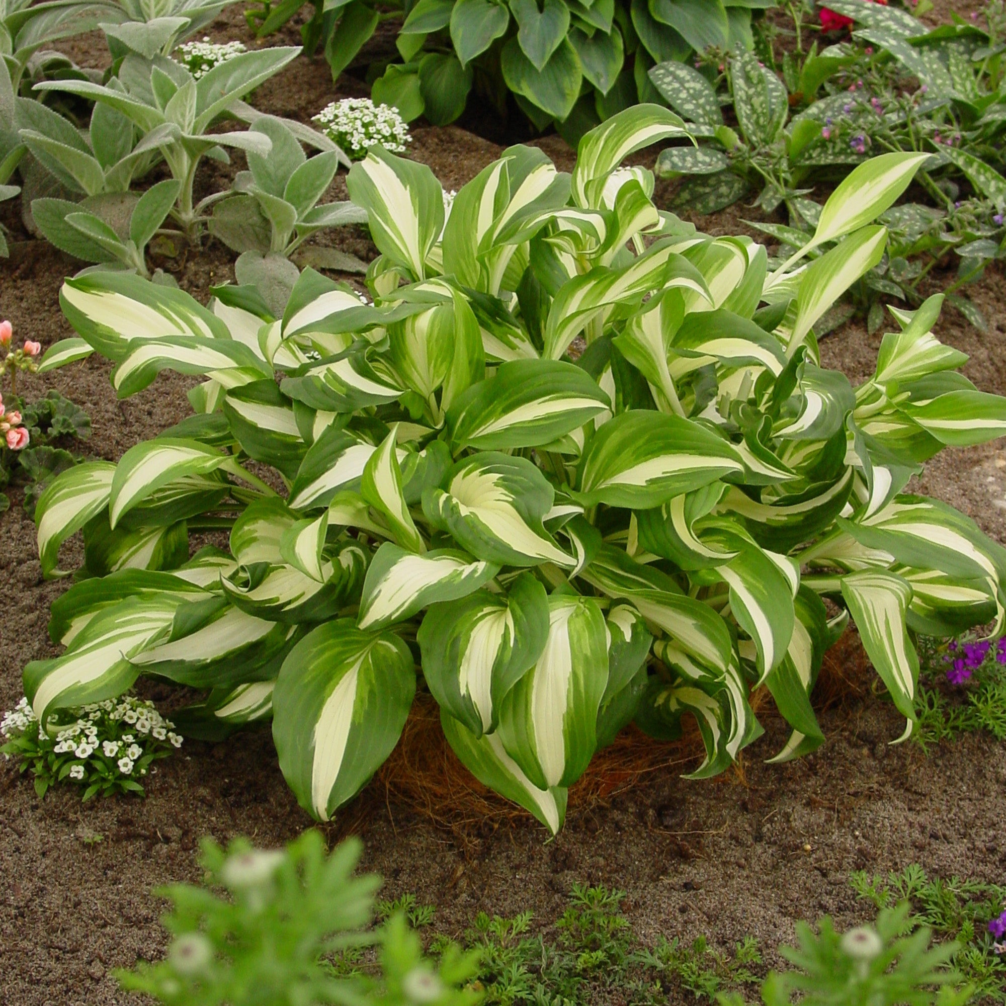 Hosta Medio Variegata (1 Bulb)