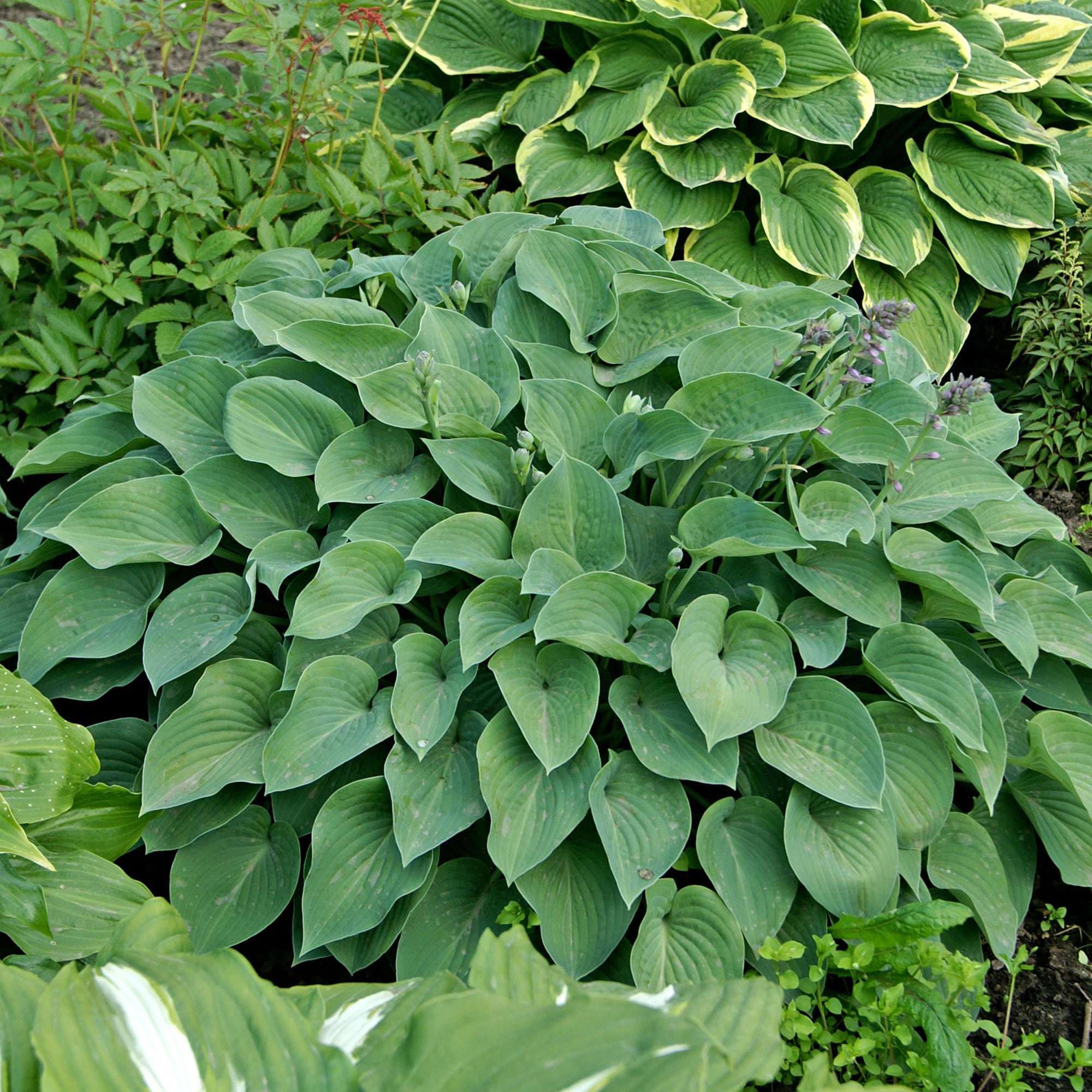 Hosta Blue Cadet (1 Bulb)