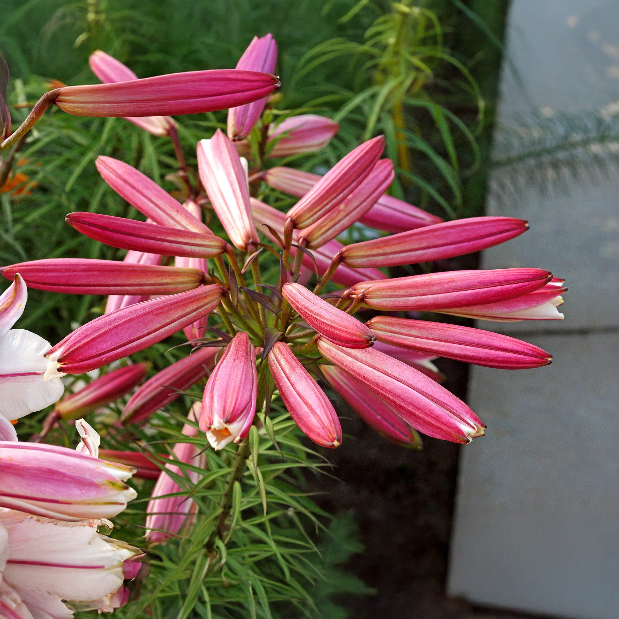 Lilium Regale (3 Bulbs)