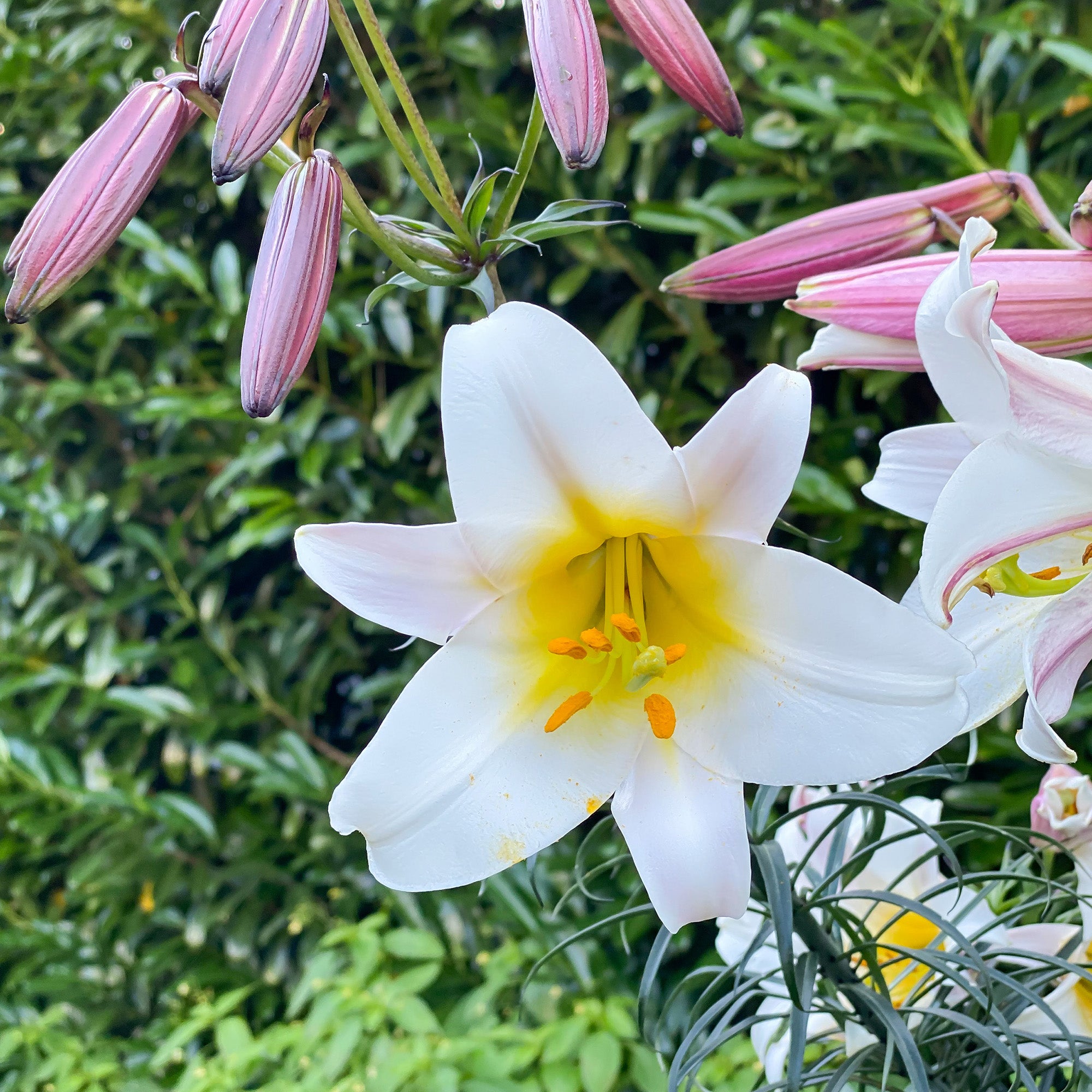 Lilium Regale (3 Bulbs)