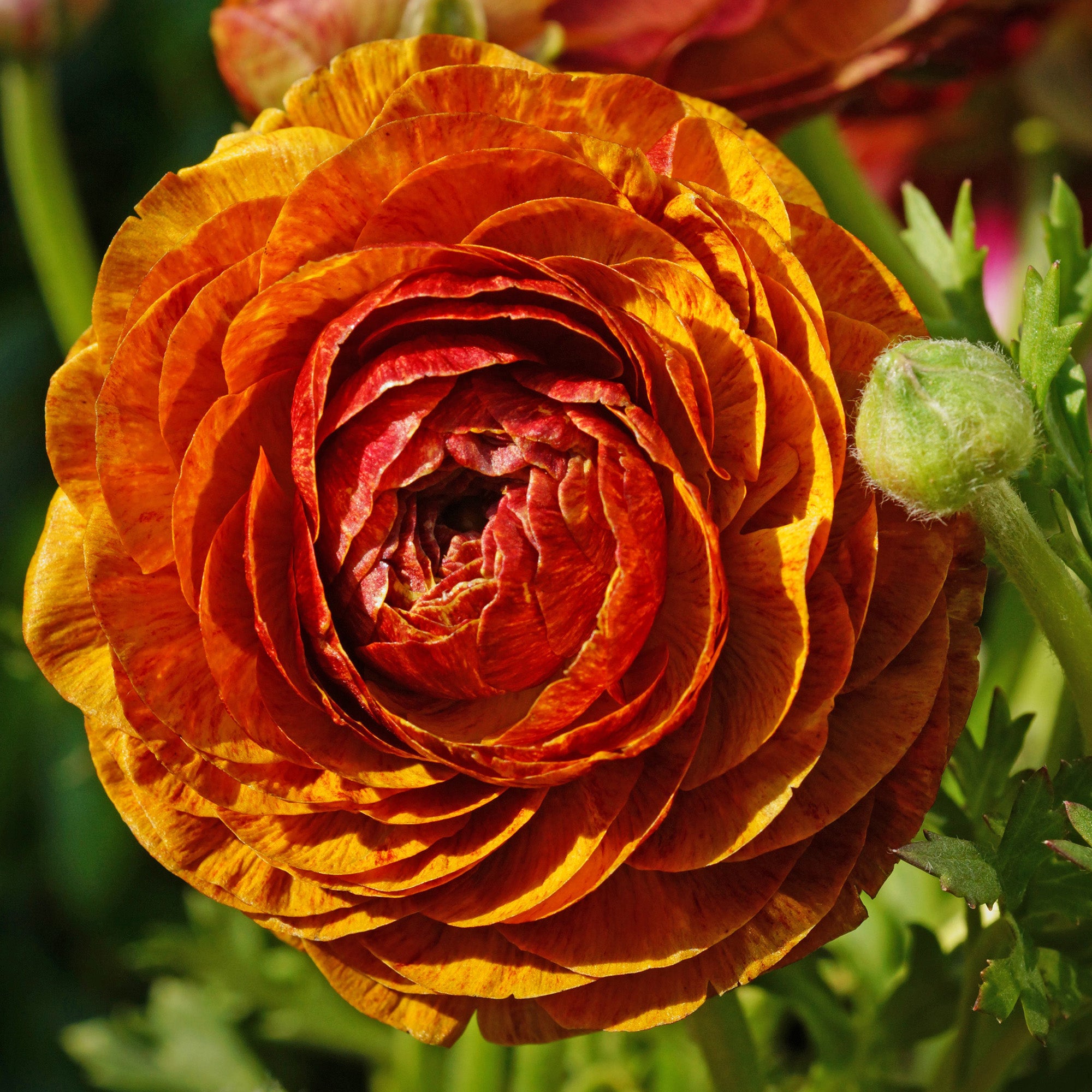 Ranunculus Picotee Café au Lait (12 Bulbs)