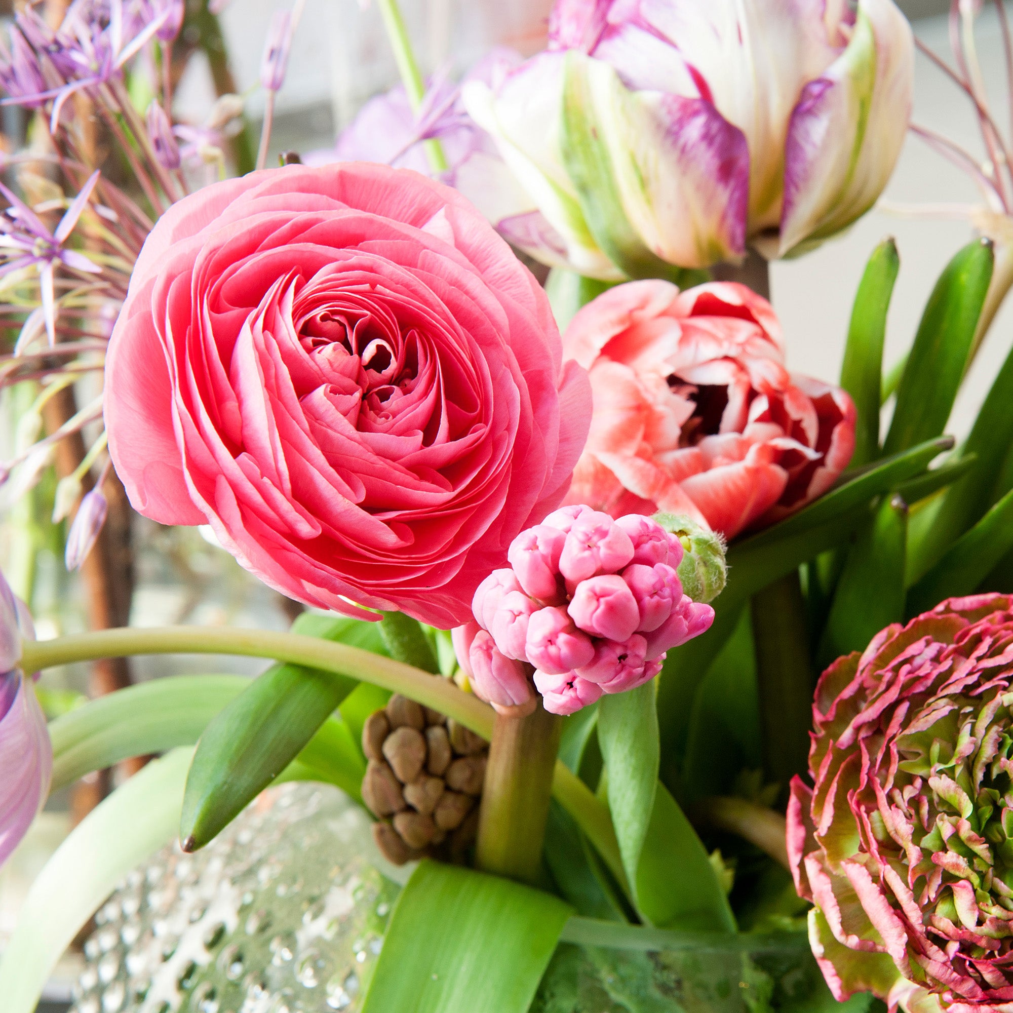 Ranunculus pink (12 Bulbs)