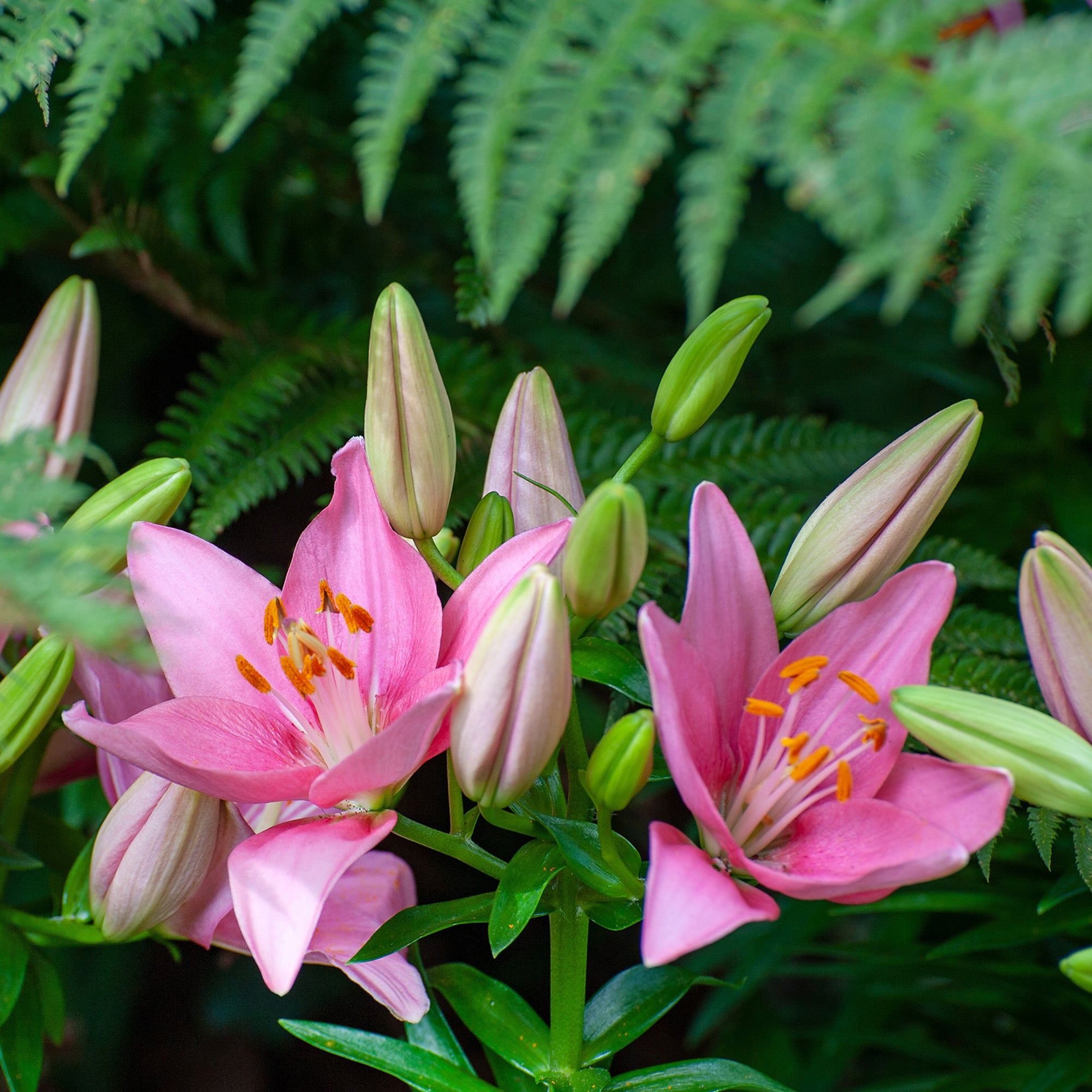 Lilium Pink (1 Bulb)
