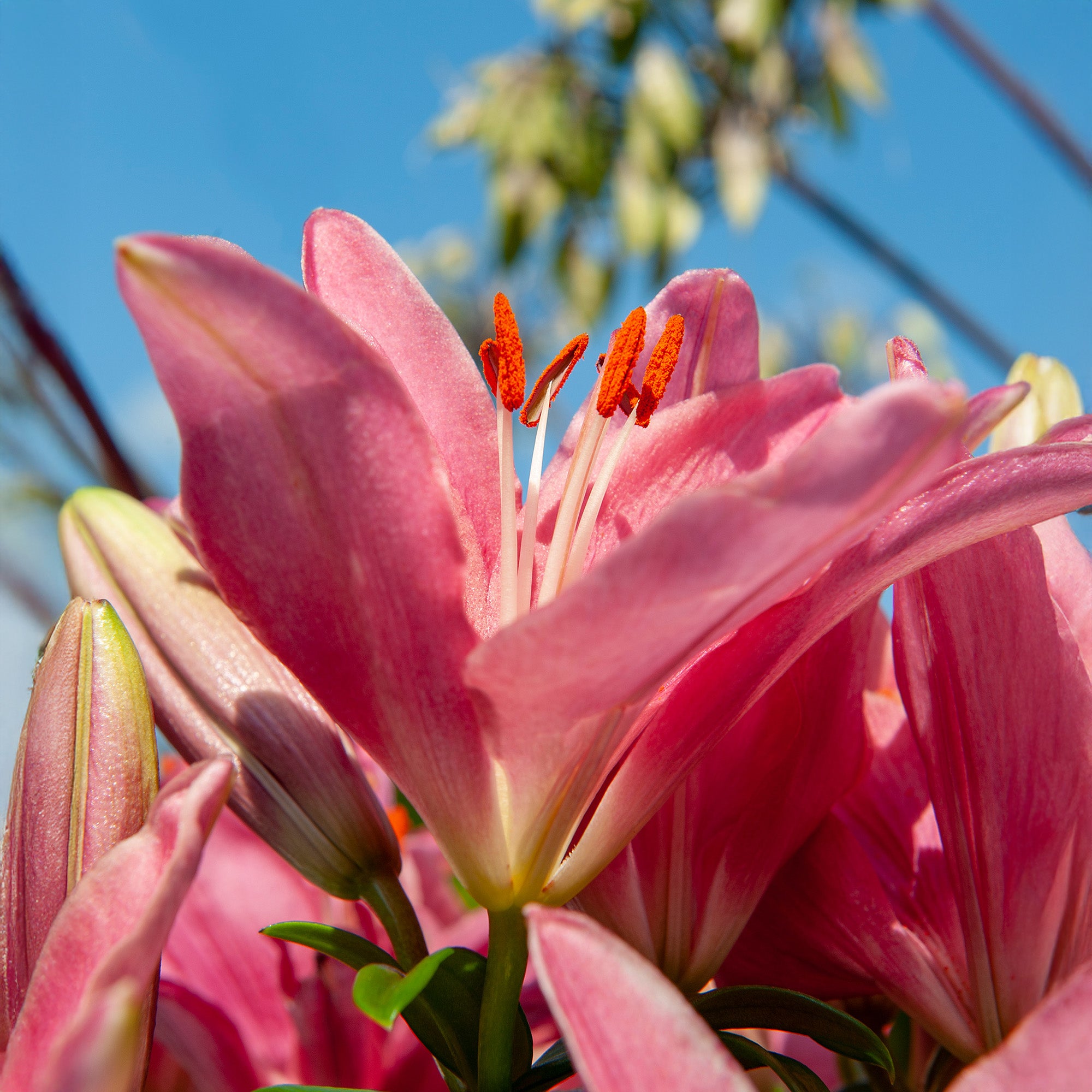 Lilium Pink (1 Bulb)