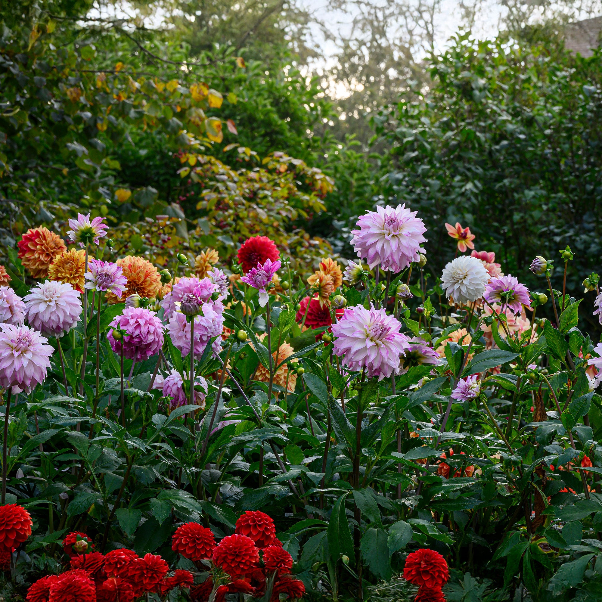 Dahlia Decorative Mixed (3 Bulbs)