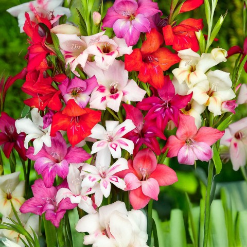 Butterfly Flower Bulb Box (Liatris Spicata, Gladiolus Hortulanus, Sparaxis Tricolor) 50x Spring Planting Flower Bulbs