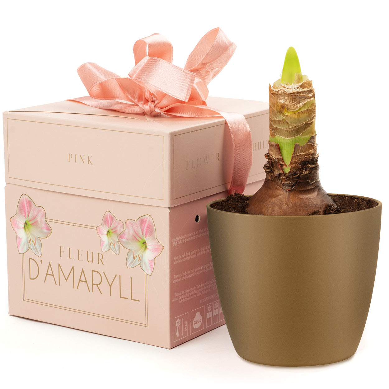 Deluxe Amaryllis Pink (1 bulb, pot & compost) - Gift Box