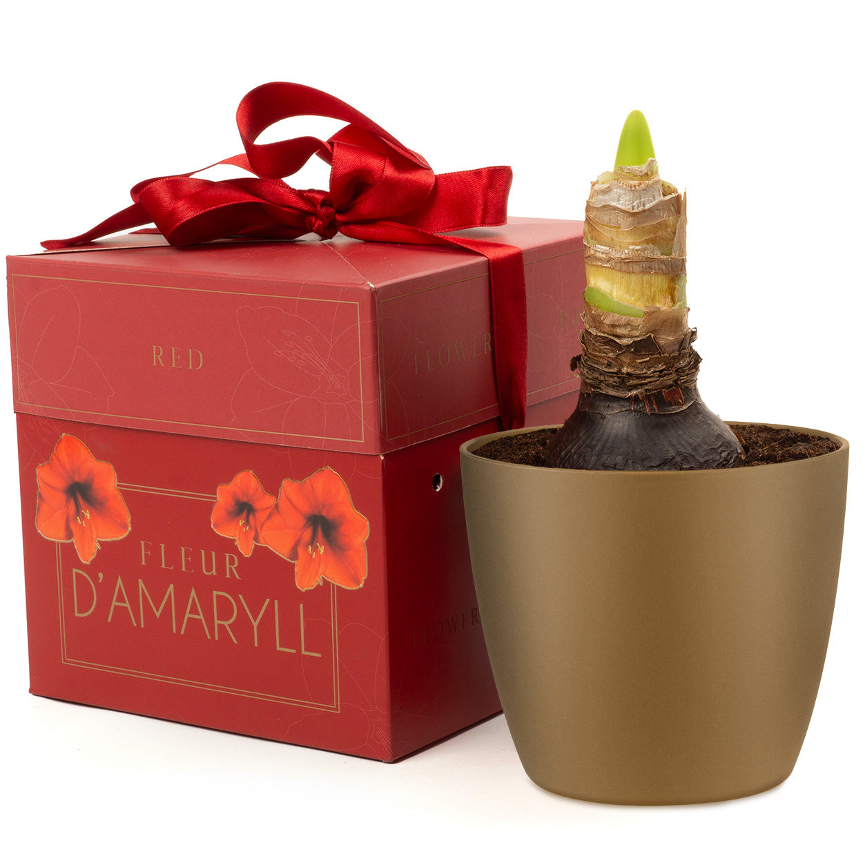 Deluxe Amaryllis Red (1 bulb, pot & compost) - Gift Box