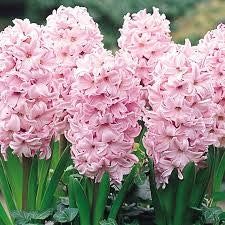 Hyacinth Pink (2 bulbs) - Gift Box by Jamieson Brothers