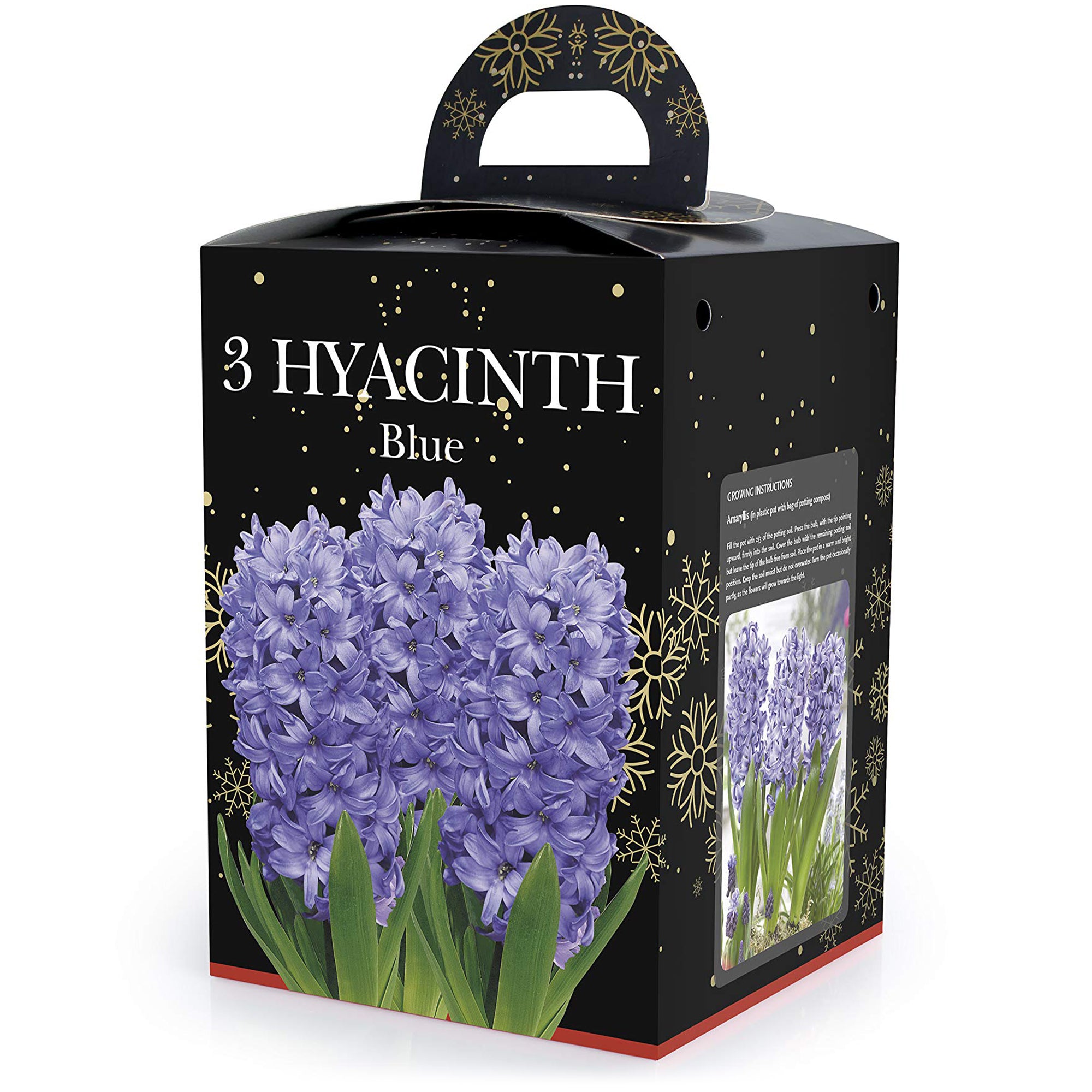 Hyacinth Blue (2 bulbs) - Gift Box by Jamieson Brothers