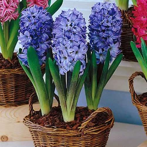 Hyacinth Blue (2 bulbs) - Gift Box by Jamieson Brothers