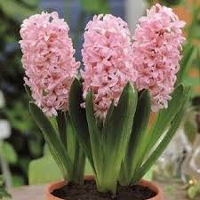 Hyacinth Pink (2 bulbs) - Gift Box by Jamieson Brothers