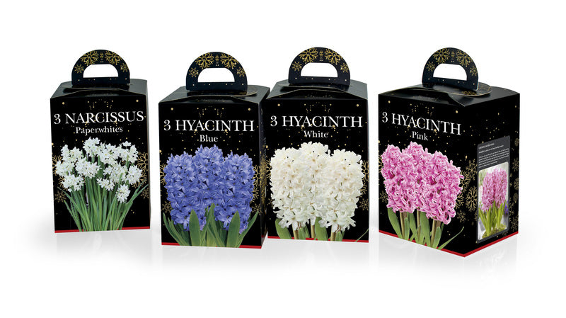Hyacinth Blue (2 bulbs) - Gift Box by Jamieson Brothers