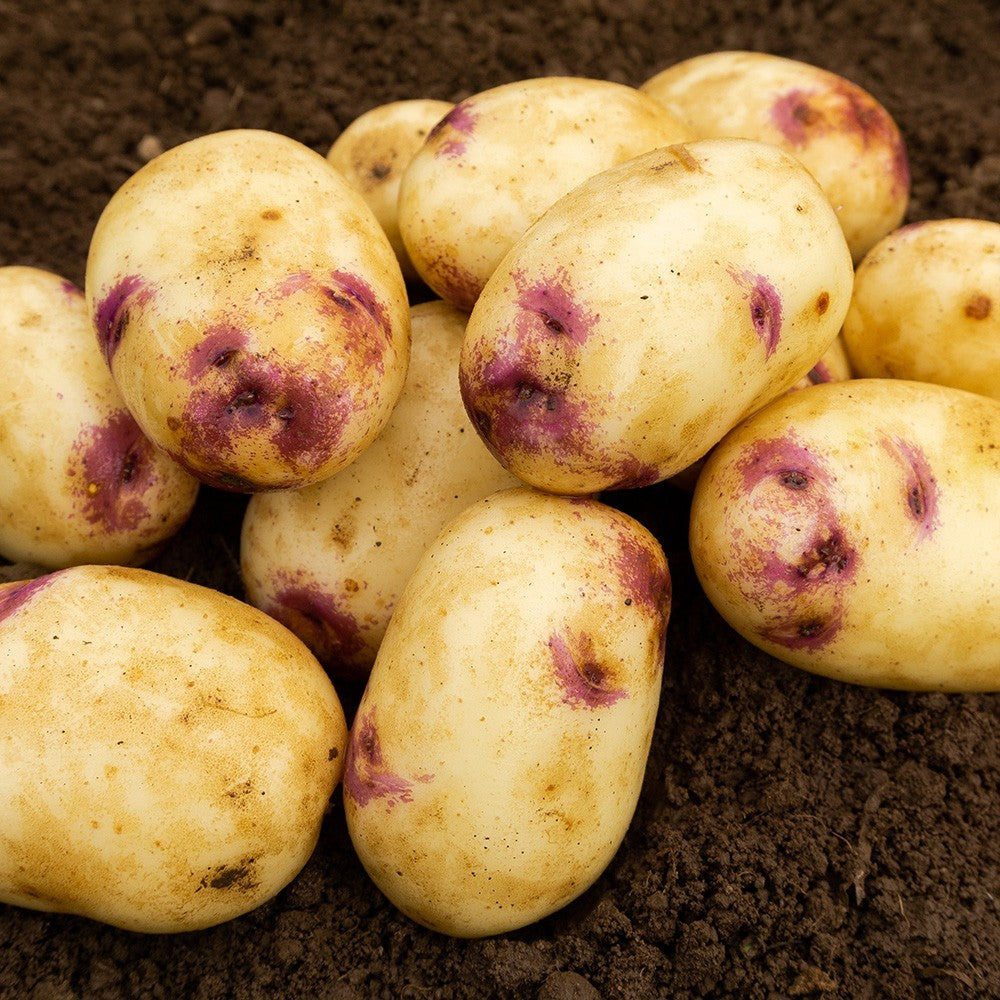 Kestrel (2kg - Approx. 20-25 Tubers) Christmas Harvest Seed Potatoes