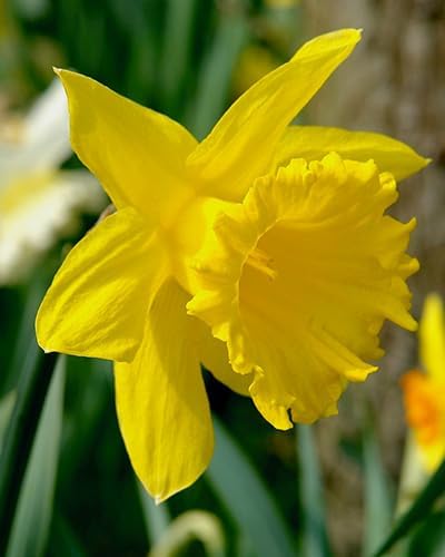 King Alfred Yellow Trumpet Daffodil Bulbs - 3kg net 10/12cm By Jamieson Brothers