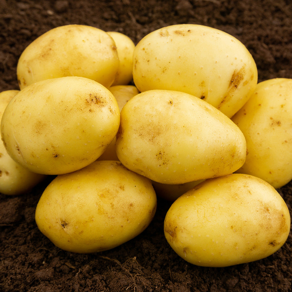 Lady Christl Seed Potatoes