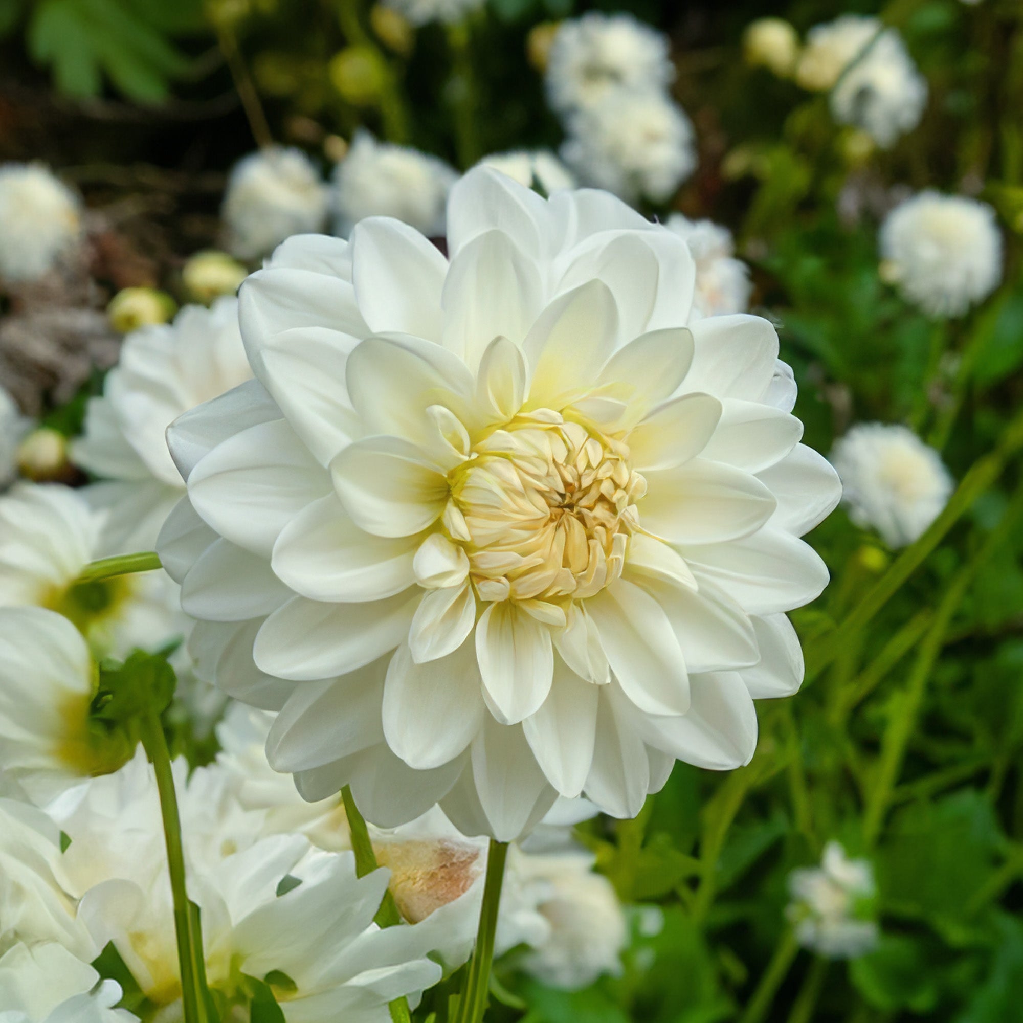 Dahlia Decorative Lillehammer